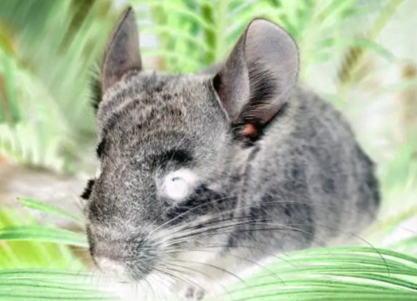 Buitenhuisvesting chinchilla tuin – veilig en comfortabel verblijf in de tuin